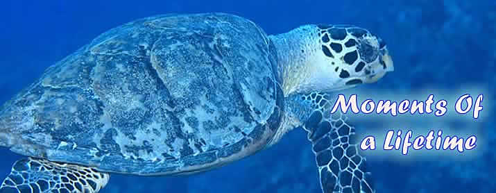 grand cayman diving
