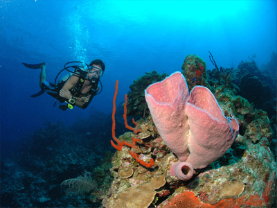 cayman diving cruch
